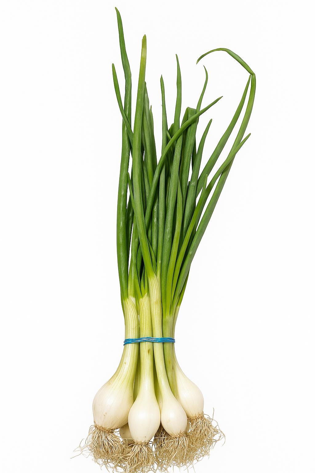 Cebollín 3 unidades