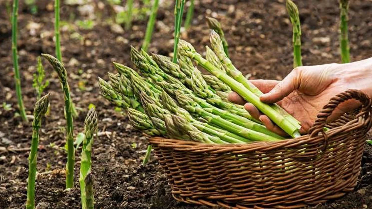 Espárragos verdes